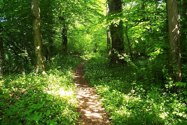 Bild 056.jpg - Der Gießenweg im Naturschutzgebiet Taubergießen beim Europa-Park Rust